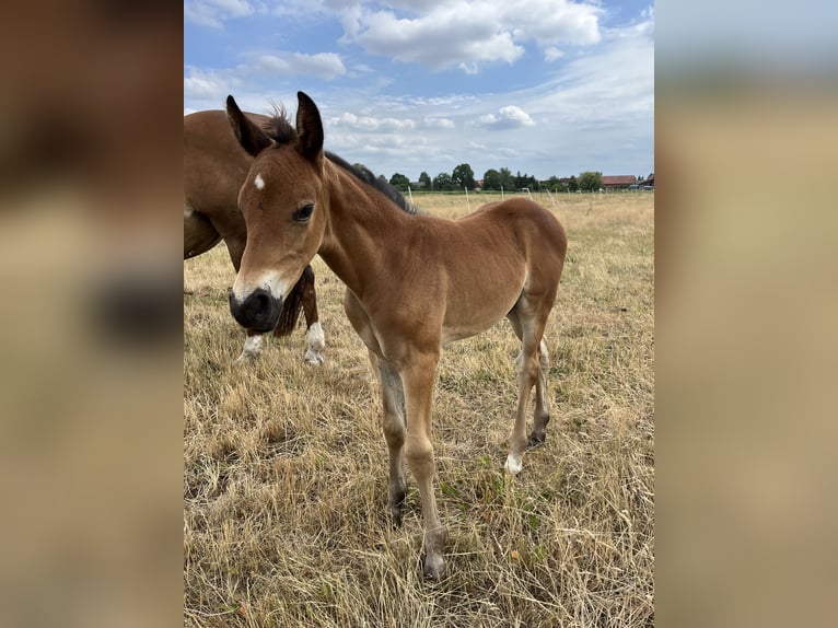Oldenburger Hengst  Bruin in Oebisfelde