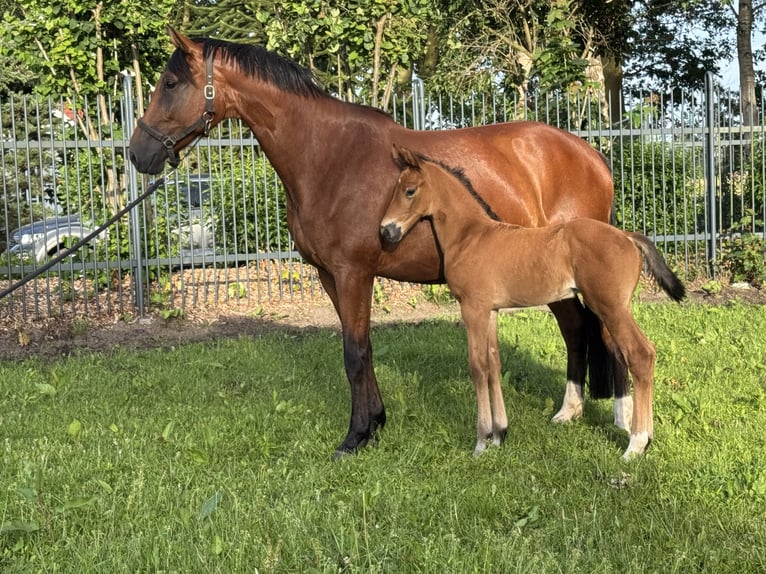 Oldenburger Hengst Veulen (05/2026) Bruin in Werlte