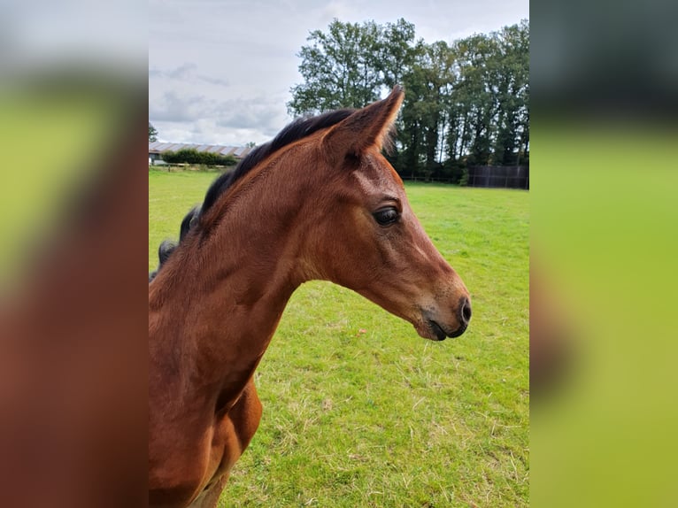 Oldenburger Hengst  Bruin in Coesfeld