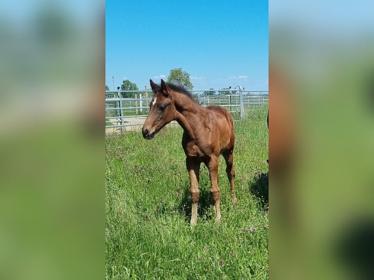 Oldenburger Hengst  Bruin in Neupotz