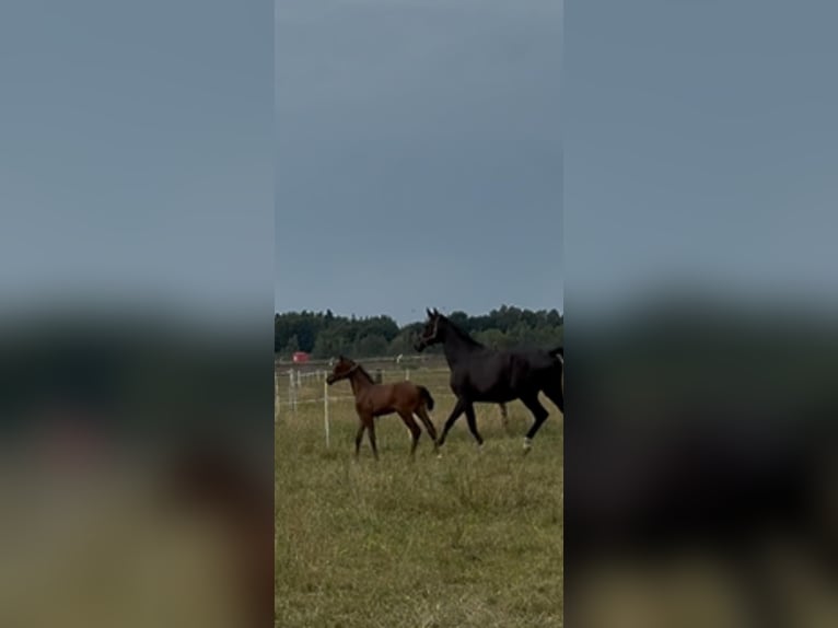 Oldenburger Hengst  Bruin in Gro&#xDF;enkneten