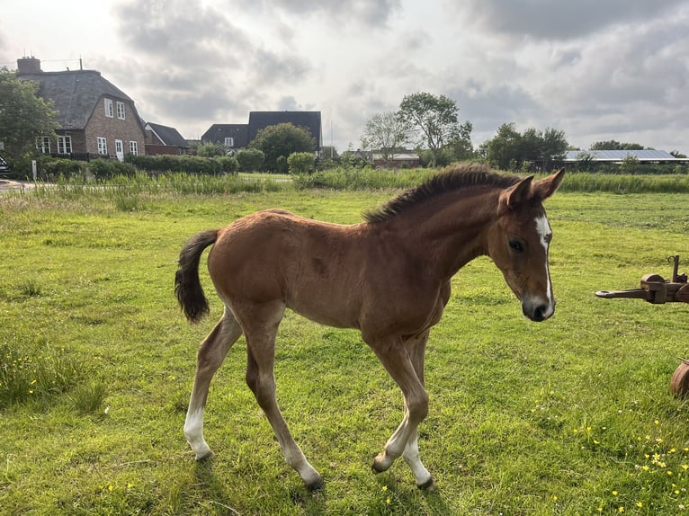 Oldenburger Hengst  Bruin in Oldsum