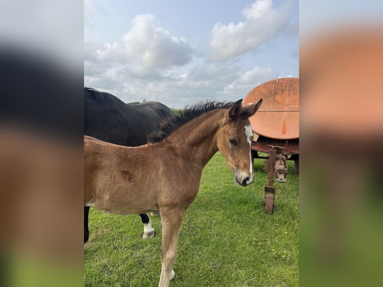 Oldenburger Hengst  Bruin in Oldsum