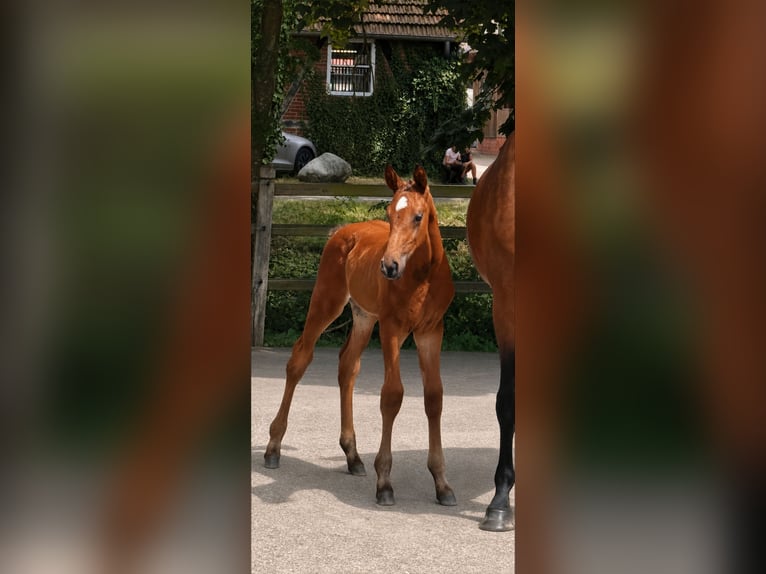 Oldenburger Hengst Veulen (06/2026) Bruin in Saterland