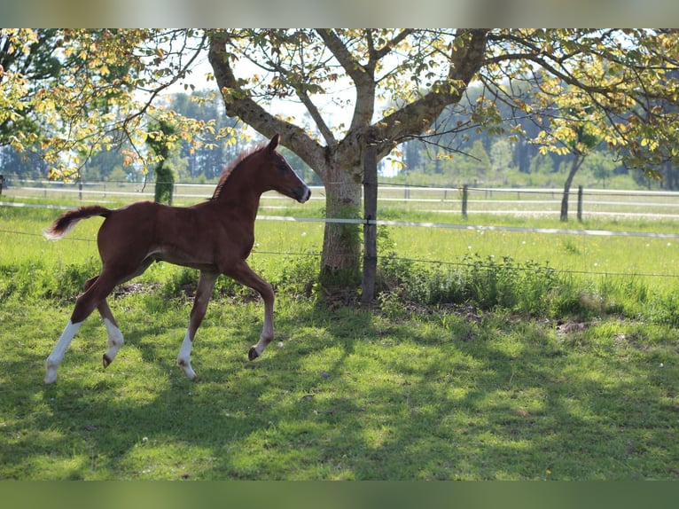 Oldenburger Hengst  Bruin in Rennerod