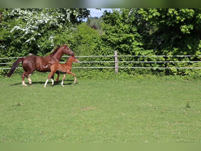 Oldenburger Hengst  Bruin in Rennerod