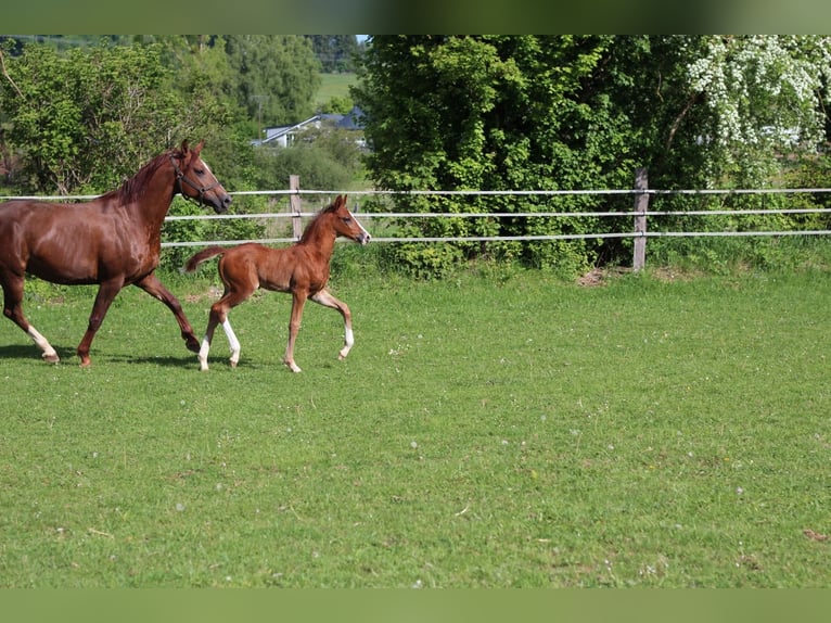 Oldenburger Hengst  Bruin in Rennerod