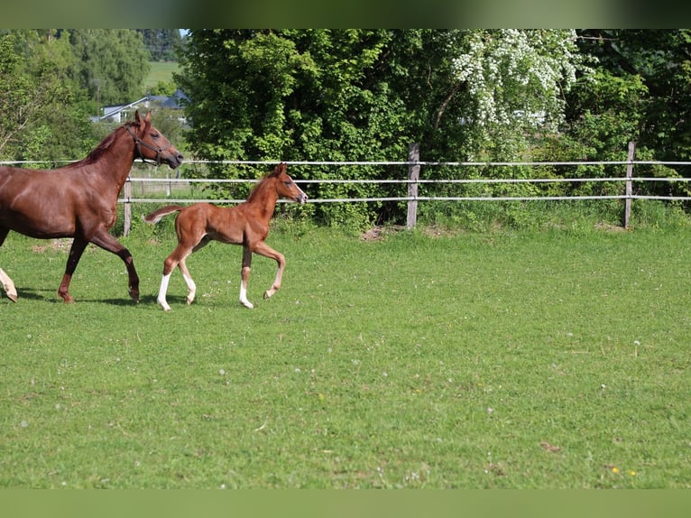 Oldenburger Hengst  Bruin in Rennerod