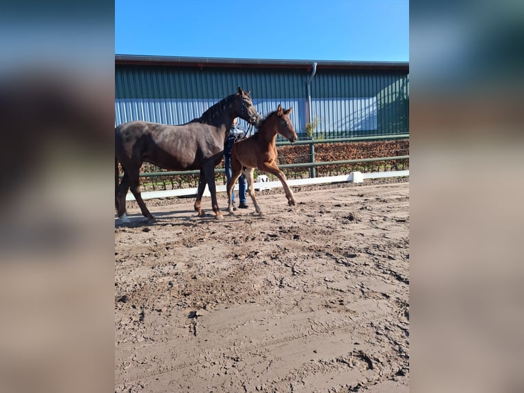 Oldenburger Hengst  Bruin in Resthausen