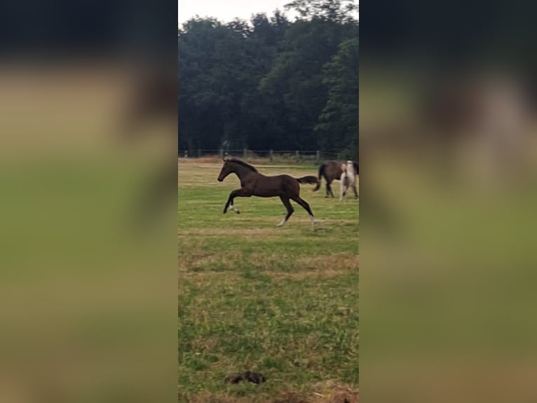 Oldenburger Mix Hengst Veulen (04/2025) Bruin in Voltlage