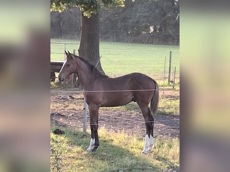 Oldenburger Mix Hengst Veulen (04/2025) Bruin in Voltlage