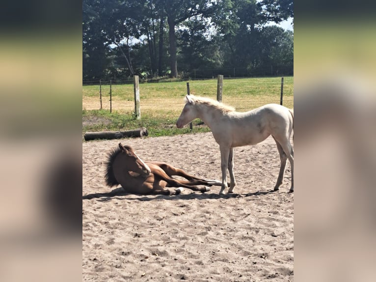 Oldenburger Mix Hengst Veulen (04/2025) Bruin in Voltlage