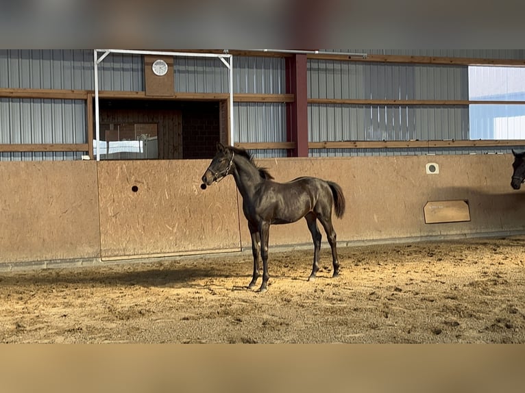 Oldenburger Hengst Veulen (03/2025) Donkerbruin in Braderup