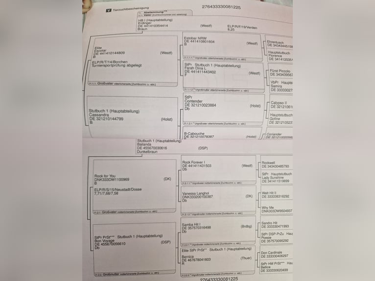 Oldenburger Hengst Veulen (04/2025) Donkerbruin in Esens