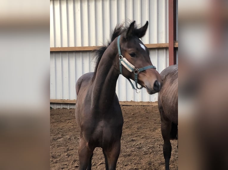 Oldenburger Hengst veulen (04/2024) Donkerbruin in Hiddenhausen