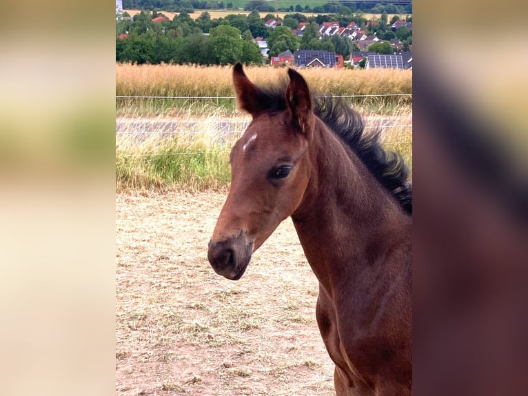 Oldenburger Hengst  Donkerbruin in Hildesheim