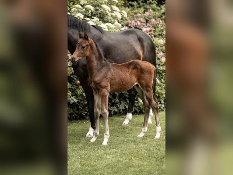 Oldenburger Hengst  Donkerbruin in L&#xF6;ningen