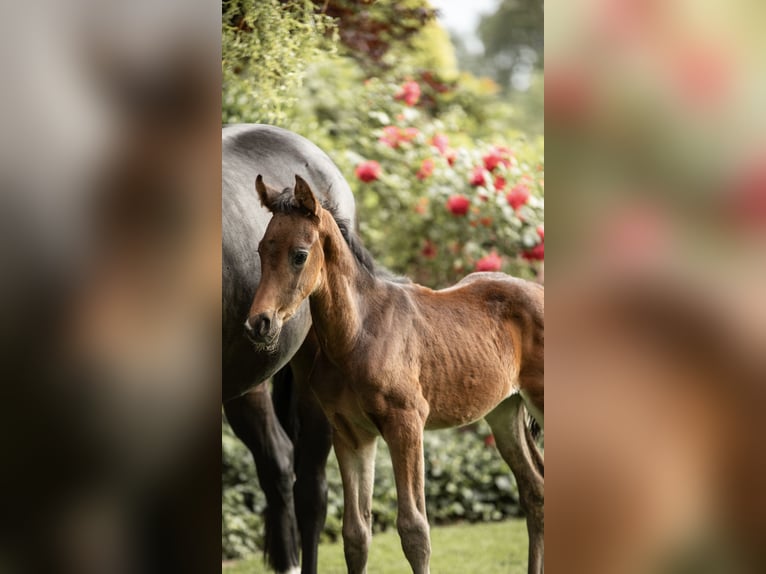 Oldenburger Hengst  Donkerbruin in L&#xF6;ningen