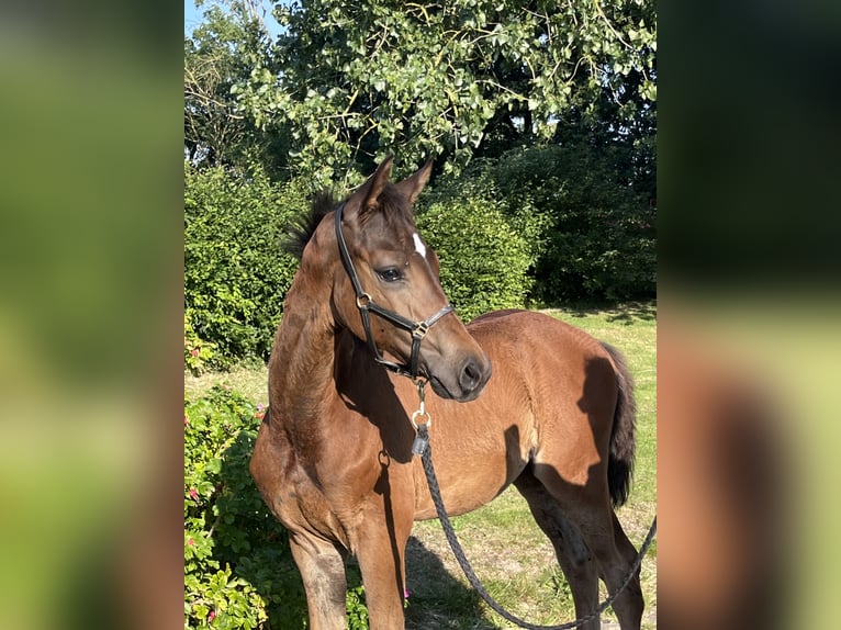 Oldenburger Hengst Veulen (04/2026) Donkerbruin in Osten