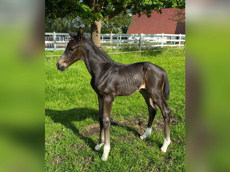 Oldenburger Hengst Veulen (05/2025) Donkerbruin in Ostercappeln