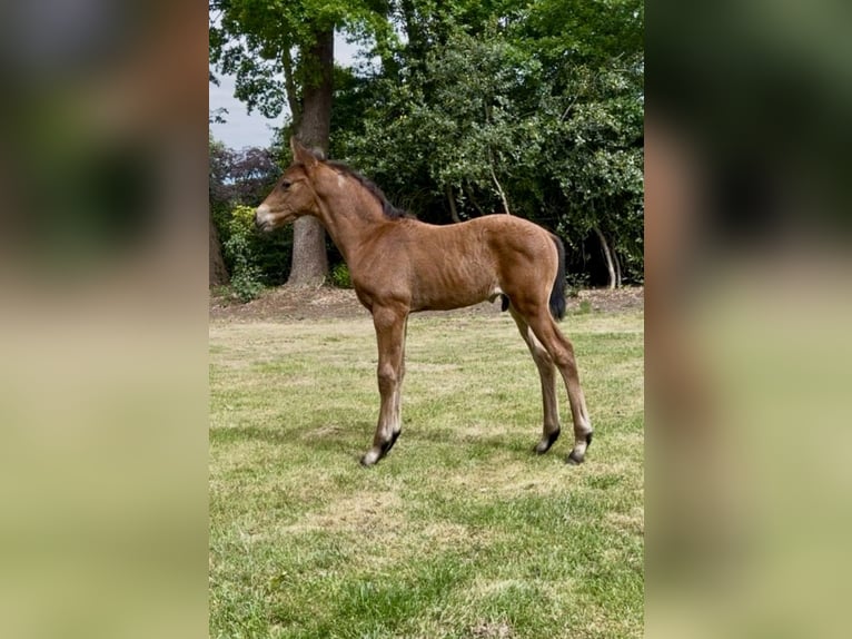 Oldenburger Hengst  Donkerbruin in Garrel