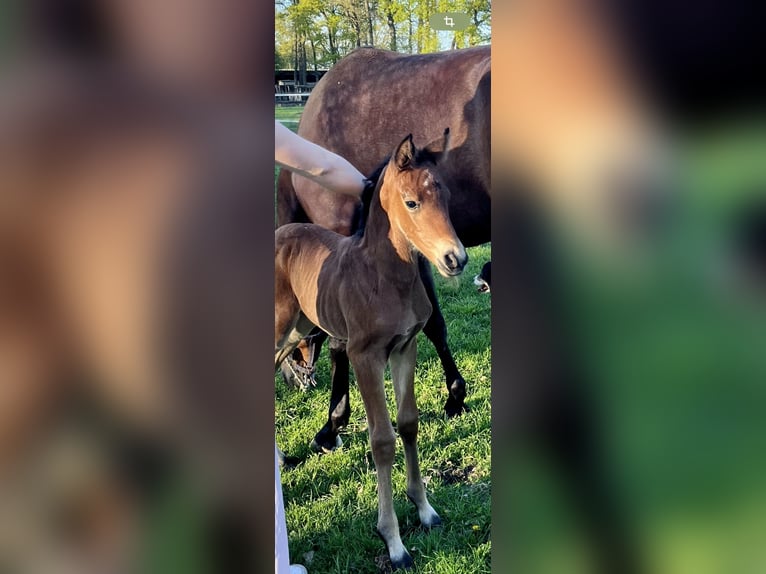 Oldenburger Hengst  Donkerbruin in Garrel