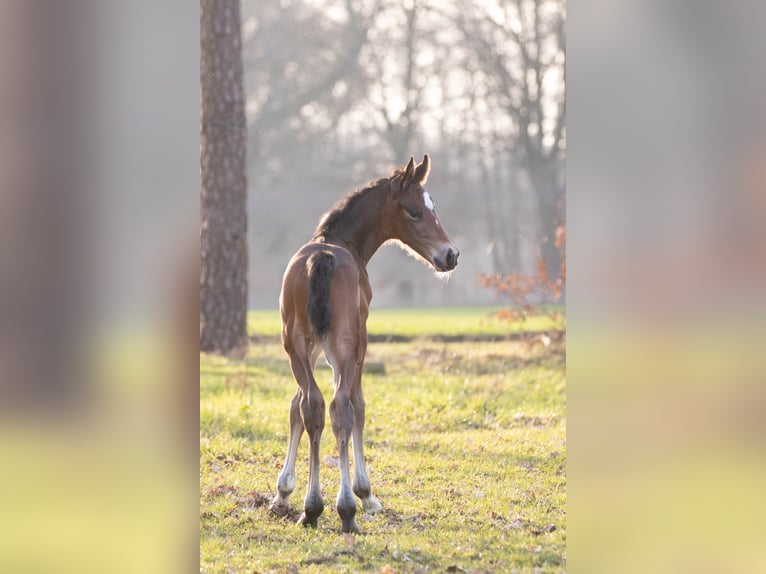 Oldenburger Hengst Veulen (03/2026) Donkerbruin in Löningen