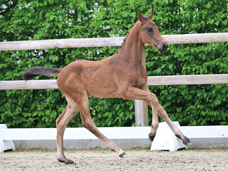 Oldenburger Hengst Veulen (03/2026) Donkerbruin in Vechta