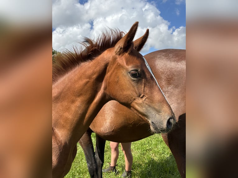 Oldenburger Hengst Veulen (04/2025) Donkere-vos in Blunk