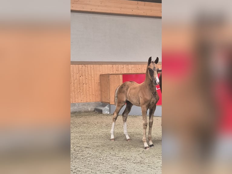 Oldenburger Hengst  Donkere-vos in Drachhausen
