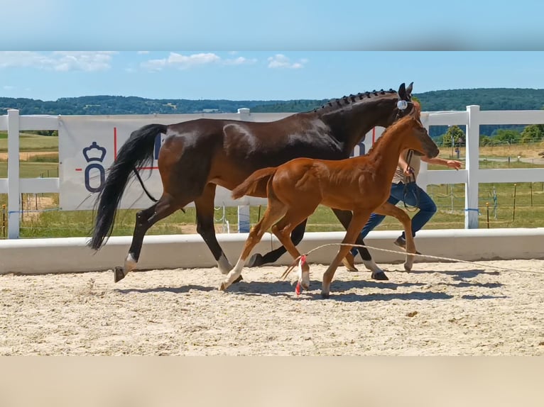 Oldenburger Hengst  Donkere-vos in Schw&#xE4;bisch Gm&#xFC;nd