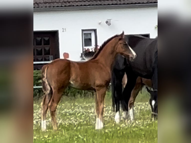 Oldenburger Hengst Donkere-vos in Vechta Oldenburger Hengst Donkere-vos in Vechta