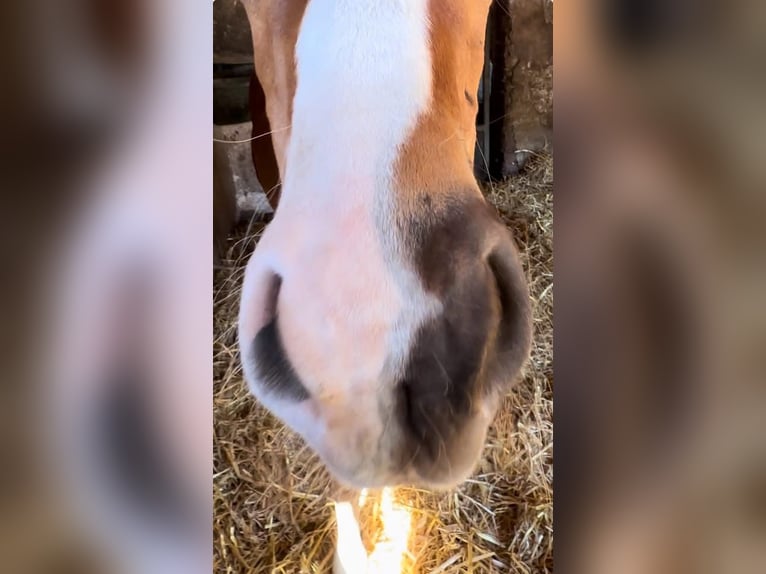 Oldenburger Hengst  Donkere-vos in Vechta