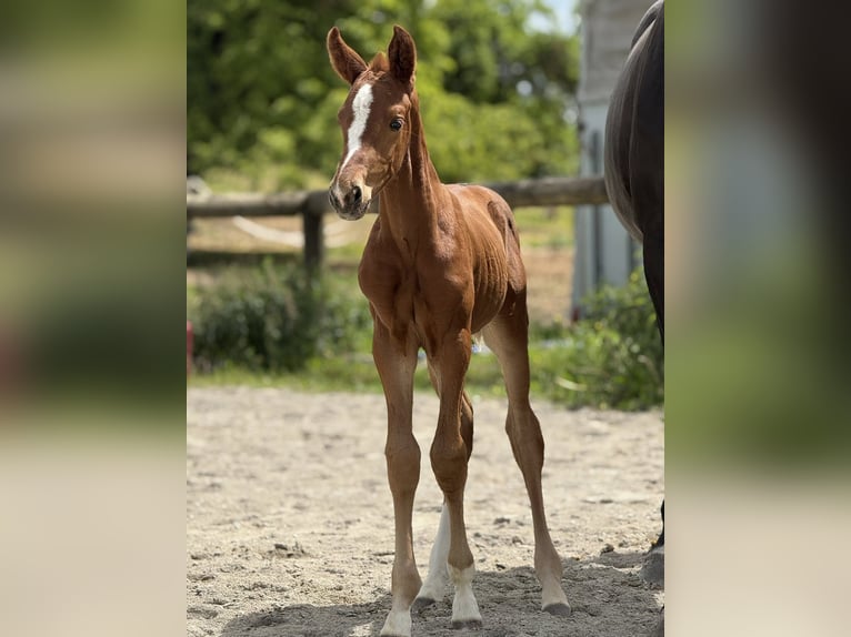 Oldenburger Hengst  Donkere-vos in Haiger