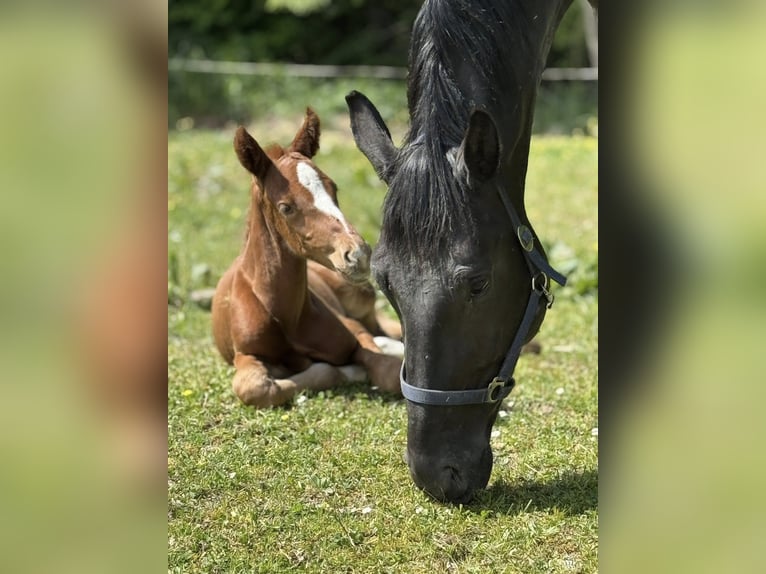 Oldenburger Hengst  Donkere-vos in Haiger