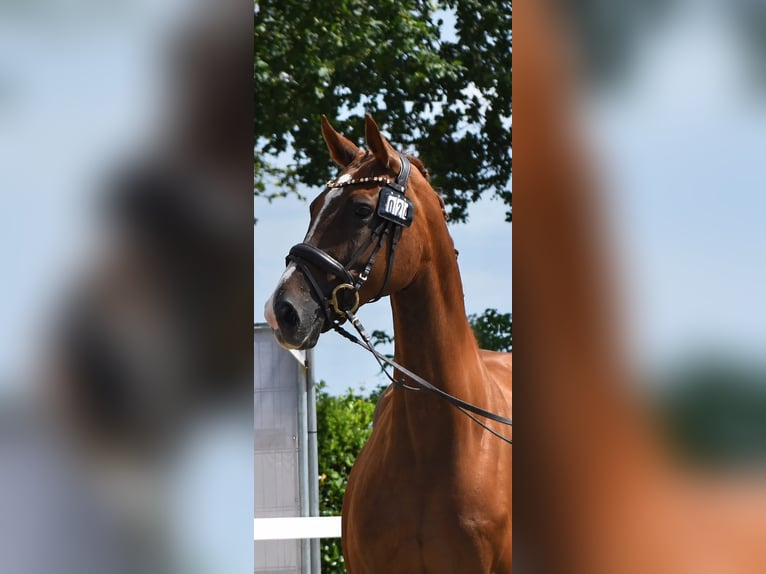Oldenburger Hengst Veulen (05/2026) Donkere-vos in Westerstede