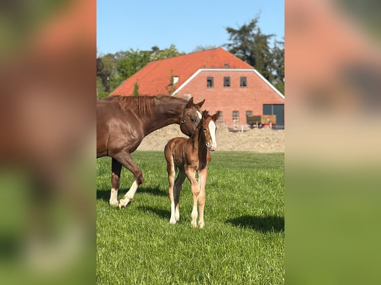 Oldenburger Hengst Veulen (05/2026) Donkere-vos in Westerstede