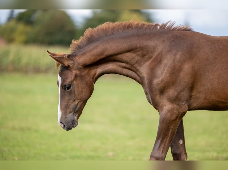 Oldenburger Hengst Veulen (05/2025) Donkere-vos in Wilsum