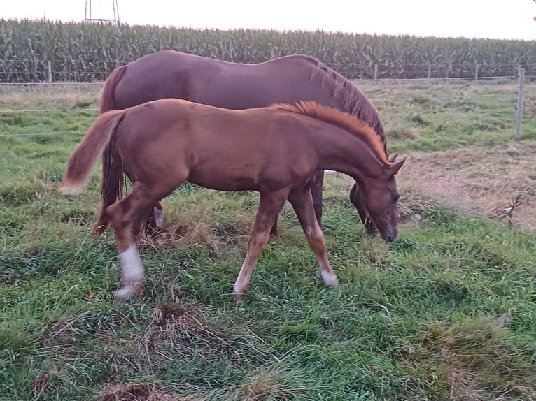 Oldenburger Hengst veulen (05/2024) Donkere-vos in zaffelare