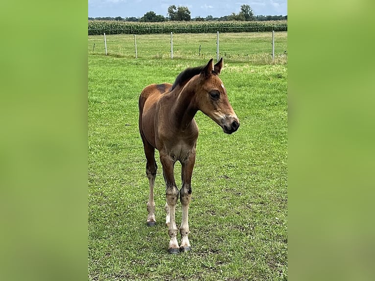 Oldenburger Hengst Veulen (05/2025) in Oebisfelde