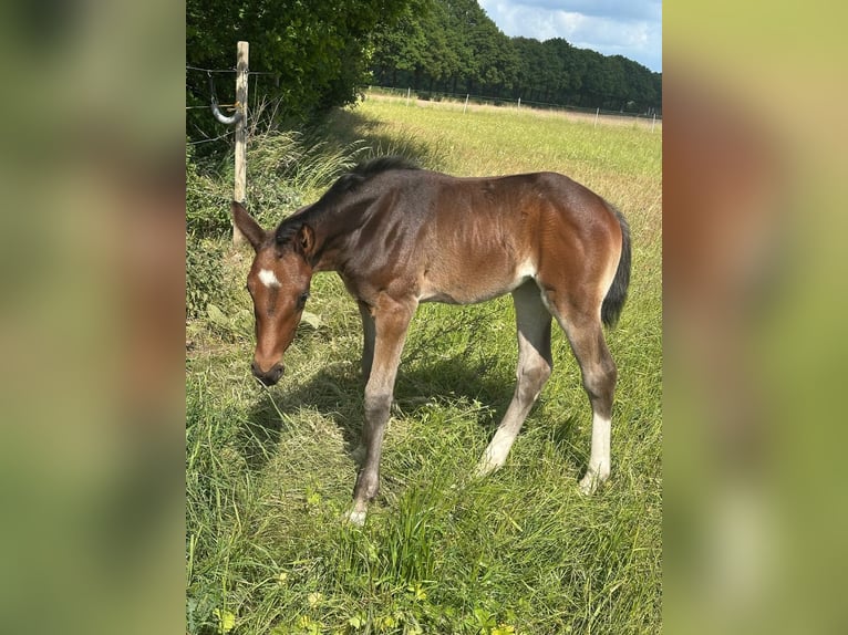 Oldenburger Hengst  in Petershagen