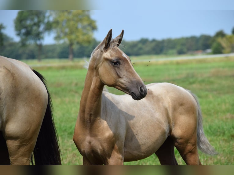 Oldenburger Mix Hengst Veulen (04/2025) Palomino in Ovelg&#xF6;nne