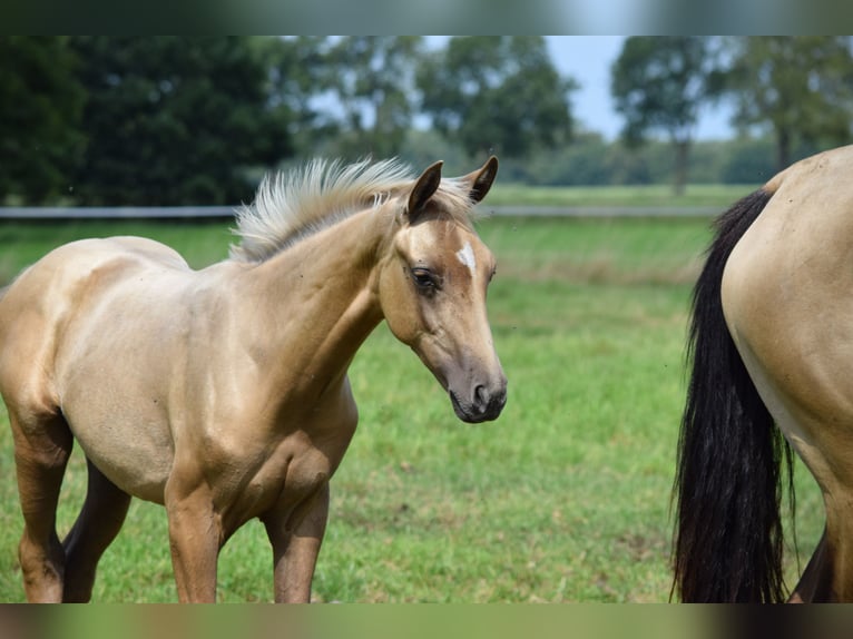 Oldenburger Mix Hengst Veulen (04/2025) Palomino in Ovelg&#xF6;nne