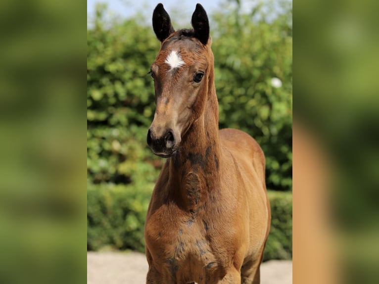 Oldenburger Hengst Veulen (05/2025) Schimmel in Eext