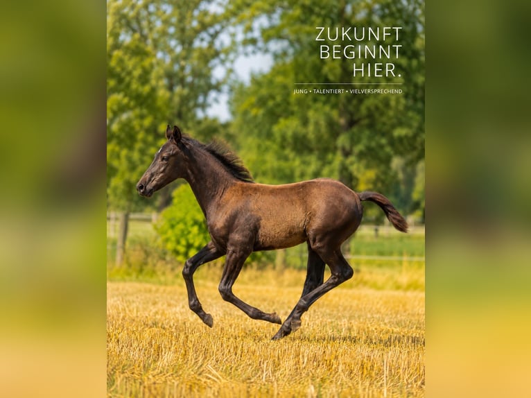 Oldenburger Hengst Veulen (05/2026) Zwart in Hohen Viecheln