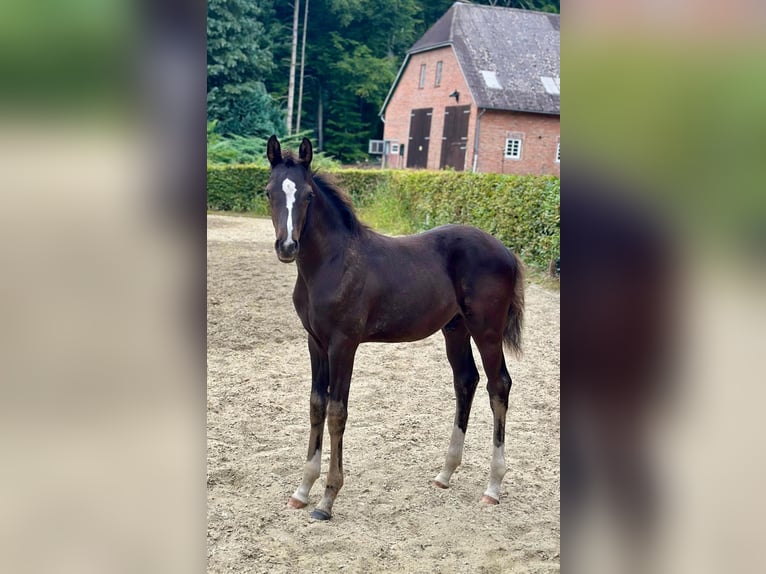 Oldenburger Hengst Veulen (05/2025) Zwart in GROTE-BROGEL