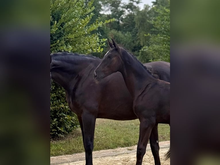 Oldenburger Hengst Veulen (03/2026) Zwart in Tiddische