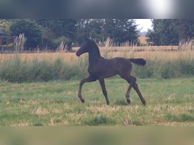 Oldenburger Hengst Veulen (05/2026) Zwart in Twistringen