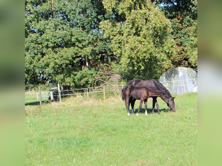 Oldenburger Hengst Veulen (04/2025) Zwart in Westerstede