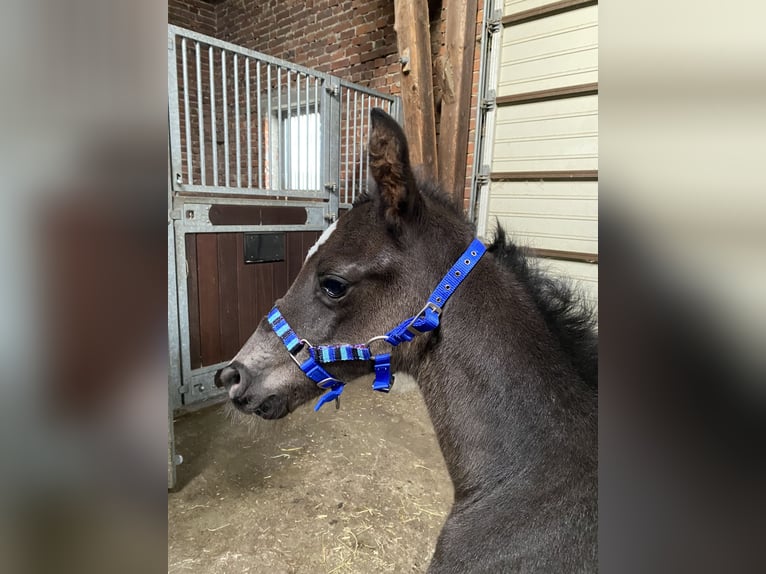 Oldenburger Hengst veulen (03/2024) Zwartbruin in Bocholt